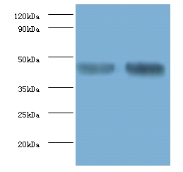 Alpha-enolase Polyclonal Antibody