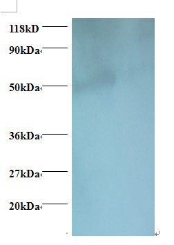 igg heavy chain Polyclonal Antibody