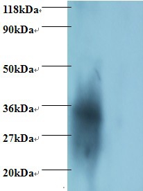 igg light chain Polyclonal Antibody