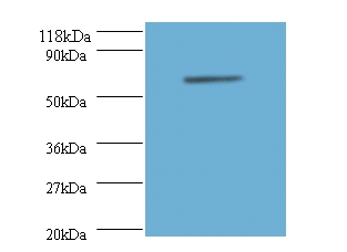 Annexin A6 Polyclonal Antibody