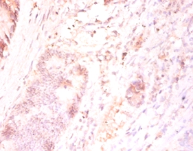 Protein FAM110B Polyclonal Antibody