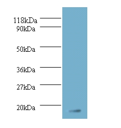 Fibroblast growth factor 1 Polyclonal Antibody
