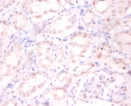 ADP-ribosylation factor 4 Polyclonal Antibody