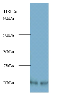 ADP-ribosylation factor 4 Polyclonal Antibody