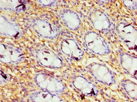 GBP1 Polyclonal Antibody