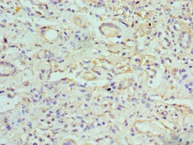 GJC1 Polyclonal Antibody