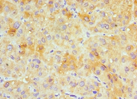 GJC1 Polyclonal Antibody