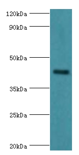 GJC1 Polyclonal Antibody
