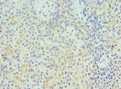 GZMA Polyclonal Antibody