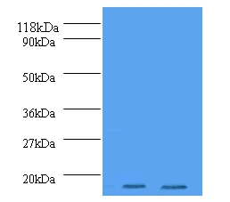 Histone H2A.J Polyclonal Antibody