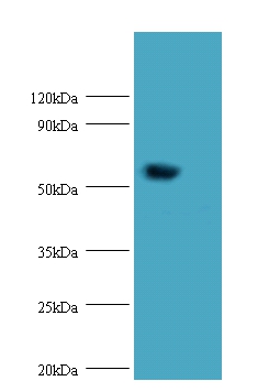 Probable histidine--tRNA ligase, mitochondrial Polyclonal Antibody