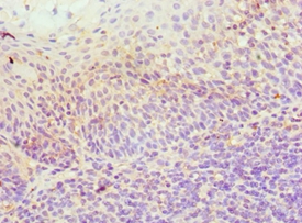 ICOSLG Polyclonal Antibody