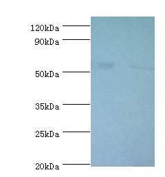 6-phosphogluconate dehydrogenase, decarboxylating Polyclonal Antibody