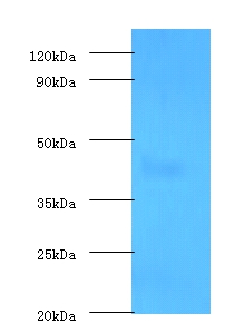 Protein-lysine 6-oxidas Polyclonal Antibody