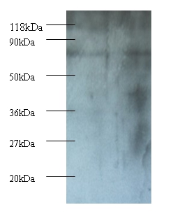 Casein kinase I isoform epsilon Polyclonal Antibody