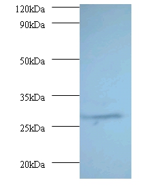 Proteasome subunit alpha type-7 Polyclonal Antibody