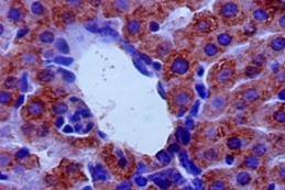 Amine oxidase [flavin-containing] B Polyclonal Antibody