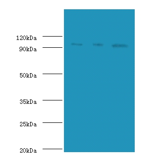 DNA replication licensing factor MCM2 Polyclonal Antibody