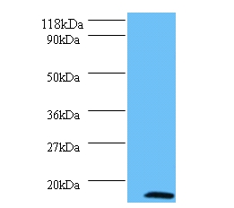 MORF4 family-associated protein 1-like 1 Polyclonal Antibody