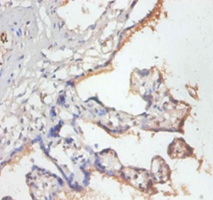 39S ribosomal protein L19, mitochondrial Polyclonal Antibody