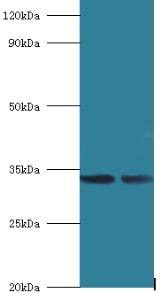 39S ribosomal protein L19, mitochondrial Polyclonal Antibody