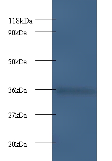 Cytochrome c1, heme protein, mitochondrial Polyclonal Antibody