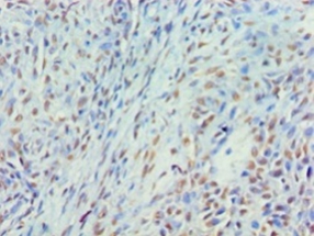 Myelin expression factor 2 Polyclonal Antibody