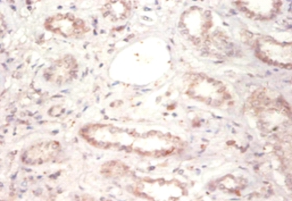 14-3-3 protein beta/alpha Polyclonal Antibody
