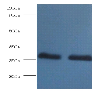 14-3-3 protein beta/alpha Polyclonal Antibody