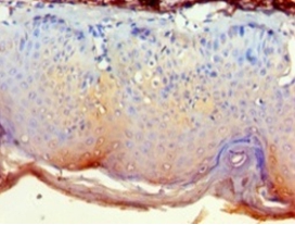 Cytoplasmic protein NCK2 Polyclonal Antibody