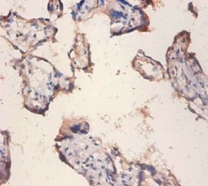 Oxidized low-density lipoprotein receptor 1 protein Polyclonal Antibody