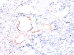 Alpha-endosulfine Polyclonal Antibody