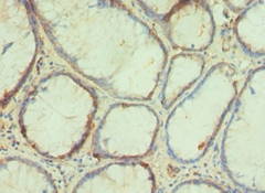 PAX4 Polyclonal Antibody