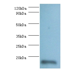 60S ribosomal protein L36a-like Polyclonal Antibody