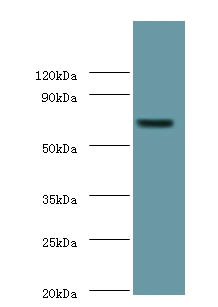 Putative phospholipase B-like 2 Polyclonal Antibody