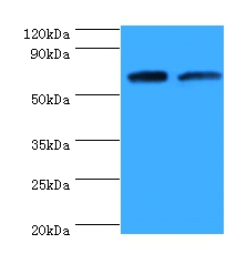 Proactivator polypeptide Polyclonal Antibody