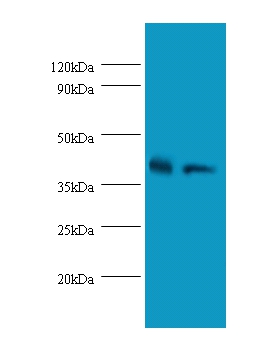 Glutaminyl-peptide cyclotransferasePolyclonal Antibody