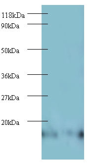 60S ribosomal protein L27 Polyclonal Antibody