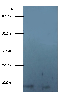 40S ribosomal protein S16 Polyclonal Antibody