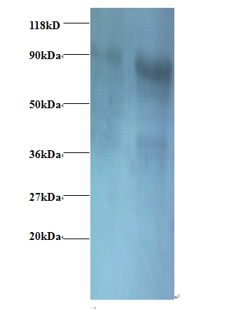 Eukaryotic translation initiation factor 3 subunit I Polyclonal Antibody