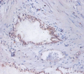 Dolichyl-diphosphooligosaccharide--protein glycosyltransferase subunit DAD1 Polyclonal Antibody