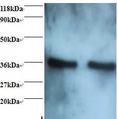 Annexin A5 Polyclonal Antibody