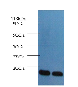Fatty acid-binding protein, heart Polyclonal Antibody