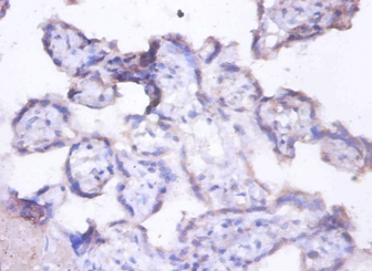 Lactadherin Polyclonal Antibody