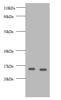 Vascular endothelial growth factor A Polyclonal Antibody