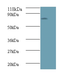 Islet cell autoantigen 1 Polyclonal Antibody