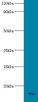Apolipoprotein C-III Polyclonal Antibody
