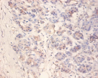 Islet amyloid polypeptide Polyclonal Antibody