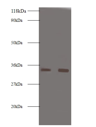 Trypsin-3 Polyclonal Antibody