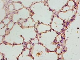 Fibroblast growth factor 2 Polyclonal Antibody